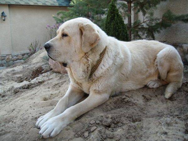สุนัขพันธุ์หนึ่งสเปนบนหิน