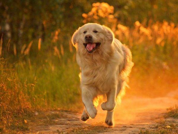 วิ่งหมามีความสุข