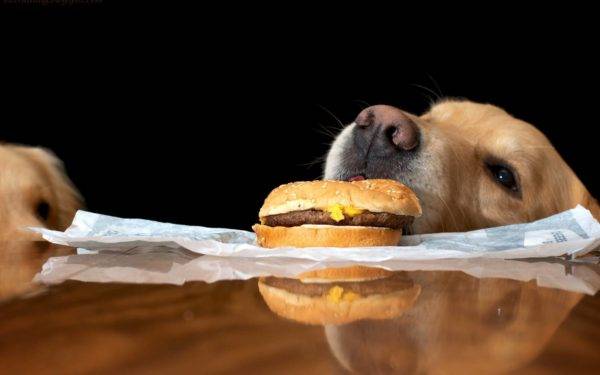 อาหารสุนัขที่ไม่สมดุล