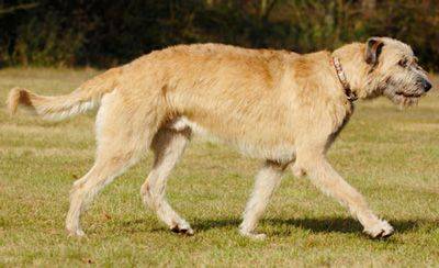 Redhead Irish Wolfhound