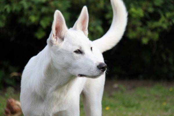 สุนัขคานาอันสีขาว