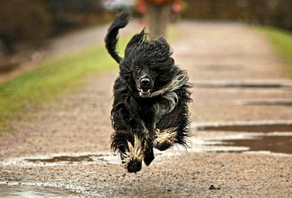 สุนัขน้ำโปรตุเกสวิ่ง