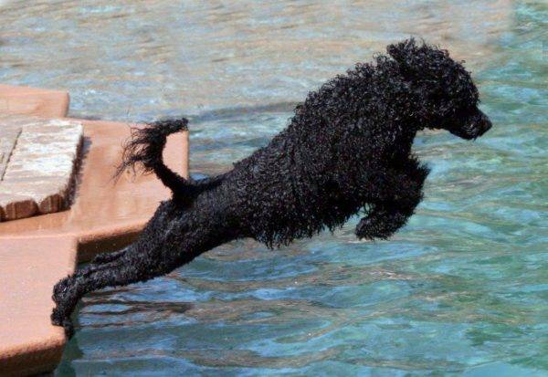 สุนัขน้ำโปรตุเกสกระโดดลงไปในน้ำ