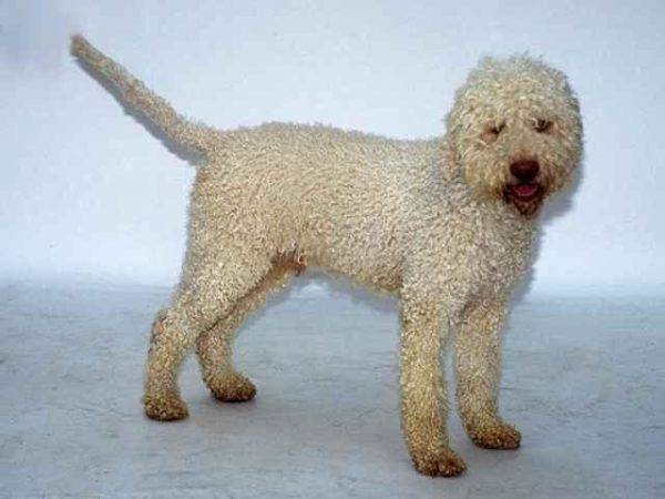 สุนัขน้ำโปรตุเกสสีขาว