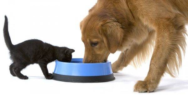 แมวและสุนัขกิน