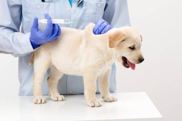 การฉีดวัคซีนป้องกันเห็บสำหรับสุนัขอ่านบทความ