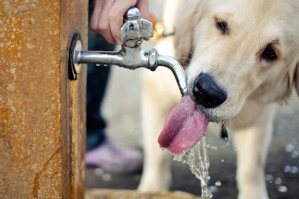 สุนัขกำลังดื่มน้ำ