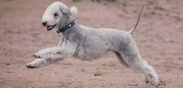 Bedlington Terrier วิ่งผ่านผืนทราย