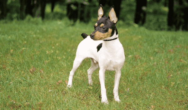 American Toy Fox Terrier เดินเล่น