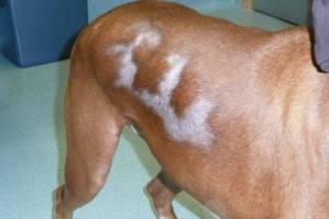 สุนัขผมร่วง (Alopecia) ในสุนัข