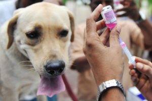 การฉีดวัคซีนป้องกันเห็บสำหรับสุนัข